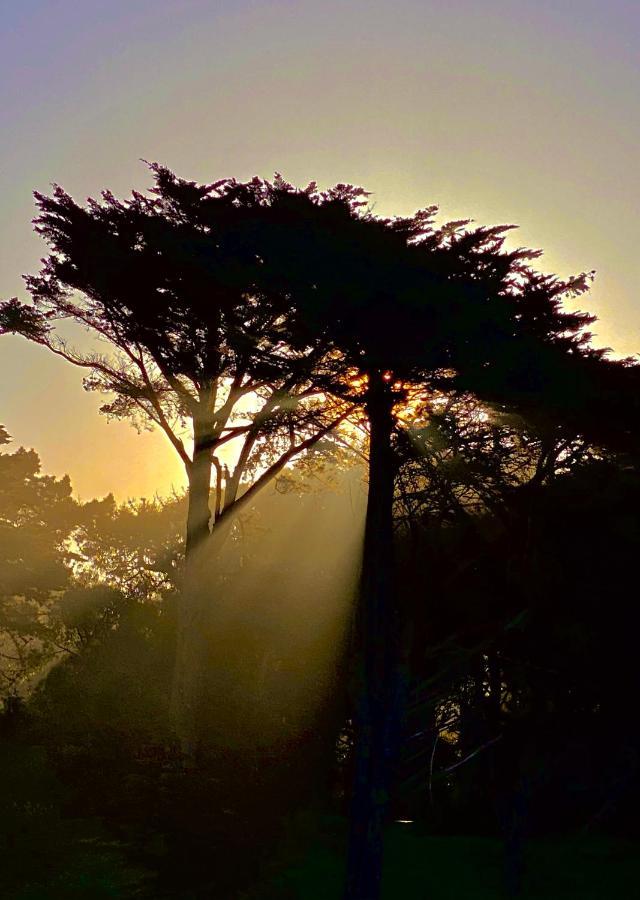 Apartment Sf King Nest By The Golden Gate Park And Beach With Private Patio San Francisco